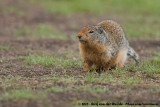 Columbian Ground Squirrel<br><i>Spermophilus columbianus columbianus</i>