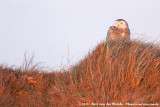 Snowy Owl<br><i>Bubo scandiacus</i>