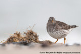 Purple Sandpiper<br><i>Calidris maritima</i>