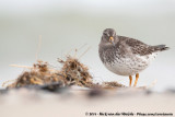 Purple Sandpiper<br><i>Calidris maritima</i>