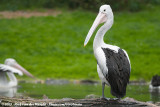 Australian Pelican<br><i>Pelecanus conspicillatus</i>