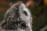 Great Grey Owl<br><i>Strix nebulosa lapponica</i>