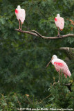 Roseate Spoonbill<br><i>Ajaja ajaja</i>