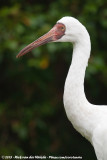 Siberian Crane<br><i>Leucogeranus leucogeranus</i>