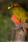 Golden-Headed Quetzal<br><i>Pharomachrus auriceps</i>