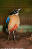 Blue-Winged Pitta<br><i>Pitta moluccensis</i>