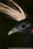 Congo Peacock<br><i>Afropavo congensis</i>