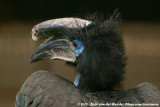 Black-Casqued Hornbill<br><i>Ceratogymna atrata</i>