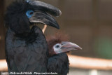 Black-Casqued Hornbill<br><i>Ceratogymna atrata</i>