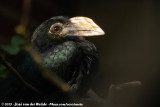 Sulawesi Tarictic Hornbill<br><i>Penelopides exarhatus sanfordi</i>