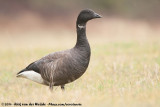 Dark-Bellied Brent Goose<br><i>Branta bernicla bernicla</i>