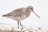 Bar-Tailed Godwit<br><i>Limosa lapponica lapponica</i>