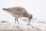 Bar-Tailed Godwit<br><i>Limosa lapponica lapponica</i>