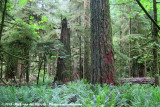 Cathedral Grove