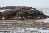 Harbour Seal<br><i>Phoca vitulina richardii</i>