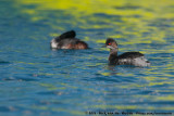 Black-Necked Grebe<br><i>Podiceps nigricollis nigricollis</i>