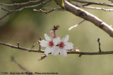 Almond<br><i>Prunus dulcis</i>