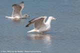 European Herring Gull<br><i>Larus argentatus argenteus</i>