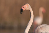 Greater Flamingo<br><i>Phoenicopterus roseus</i>