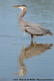 Great Blue Heron<br><i>Ardea herodias fannini</i>