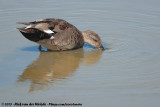 Gadwall<br><i>Mareca strepera strepera</i>