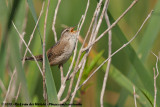 Marsh Wren<br><i>Cistothorus palustris browningi</i>