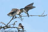 Tree Swallow<br><i>Tachycineta bicolor</i>