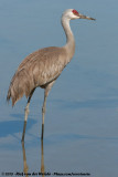 Sandhill Crane<br><i>Antigone canadensis rowani</i>