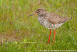 Common Redshank (Tureluur)