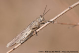 Egyptian Grasshopper<br><i>Anacridium aegyptium</i>