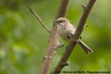 Bushtit<br><i>Psaltriparus minimus saturatus</i>