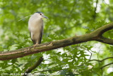 Black-Crowned Night-Heron<br><i>Nycticorax nycticorax nycticorax</i>