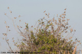 Eurasian Tree Sparrow<br><i>Passer montanus montanus</i>