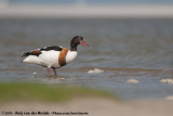 Common Shelduck<br><i>Tadorna tadorna</i>