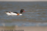 Common Shelduck<br><i>Tadorna tadorna</i>