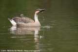 Swan Goose<br><i>Anser cygnoides</i>