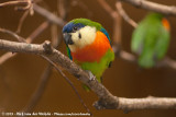 Orange-Breasted Fig-Parrot<br><i>Cyclopsitta gulielmitertii ssp.</i>