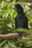 Long-Wattled Umbrellabird<br><i>Cephalopterus penduliger</i>