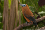 Calfbird<br><i>Perissocephalus tricolor</i>