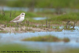 Kentish Plover<br><i>Anarhynchus alexandrinus alexandrinus</i>