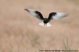 White-Winged Tern<br><i>Chlidonias leucopterus</i>