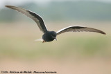 White-Winged Tern<br><i>Chlidonias leucopterus</i>