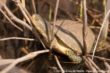 European Pond Turtle<br><i>Emys orbicularis galloitalica</i>