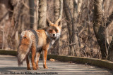 Red Fox  (Vos)