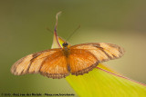 Julia Heliconian<br><i>Dryas iulia moderata</i>