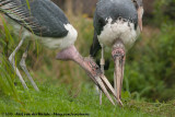 Marabou Stork<br><i>Leptoptilos crumenifer</i>