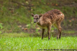 Visayan Spotted Deer<br><i>Rusa alfredi</i>