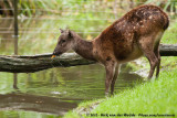 Visayan Spotted Deer<br><i>Rusa alfredi</i>