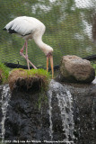 Milky Stork<br><i>Mycteria cinerea</i>