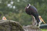 Asian Woolly-Necked Stork<br><i>Ciconia episcopus episcopus</i>